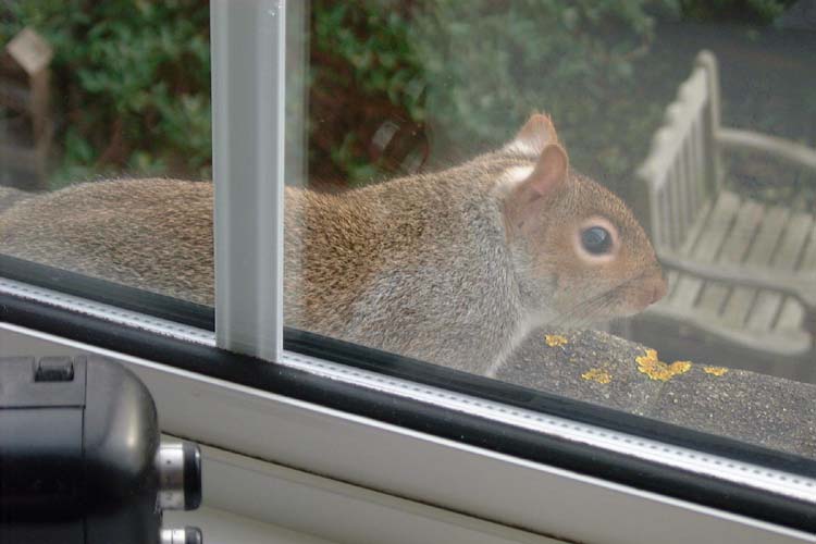 080307Squirrel_on_window_sill_Ken_Pett